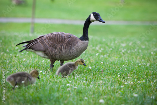 Mother Canada Goose and her goslings 