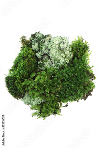 moss and lichen on a white background