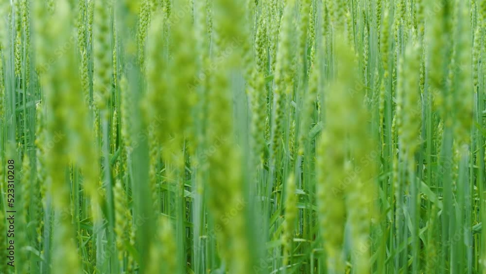 close-up of ears of wheat on the field on a summer day, selective focus, shallow depth of field. wheat ripens on the field. grain harvest on the field is growing close-up of ears of wheat on the field on a summer day, selective focus, shallow depth of field. wheat ripens on the field. grain harvest on the field is growing