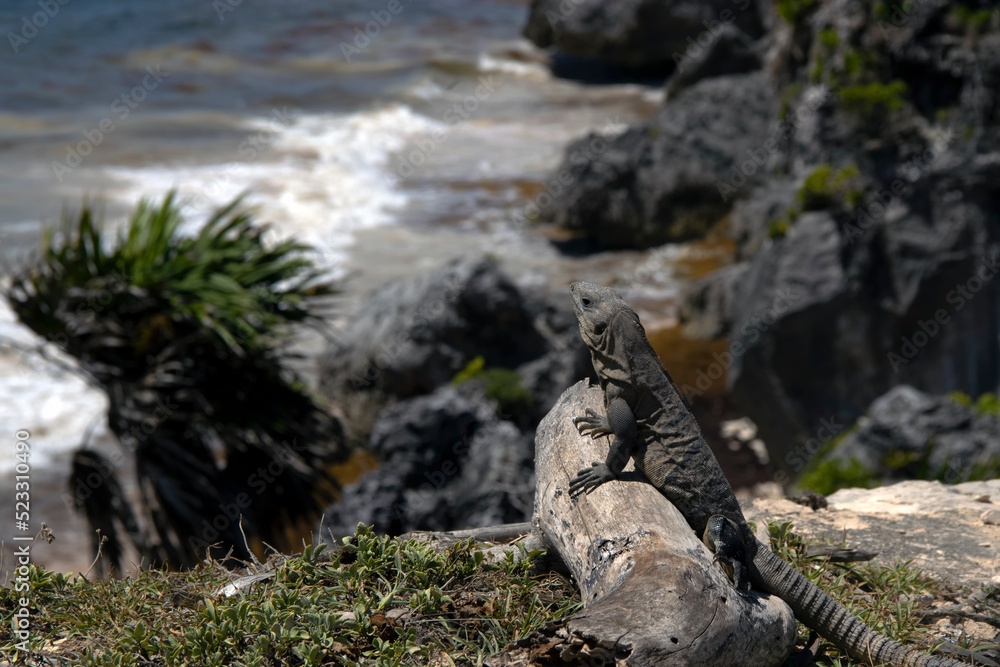 A Common Spiny-tailed Iguana (Ctenosaura similis) in Tulum, Mexico A Common Spiny-tailed Iguana (Ctenosaura similis) in Tulum, Mexico