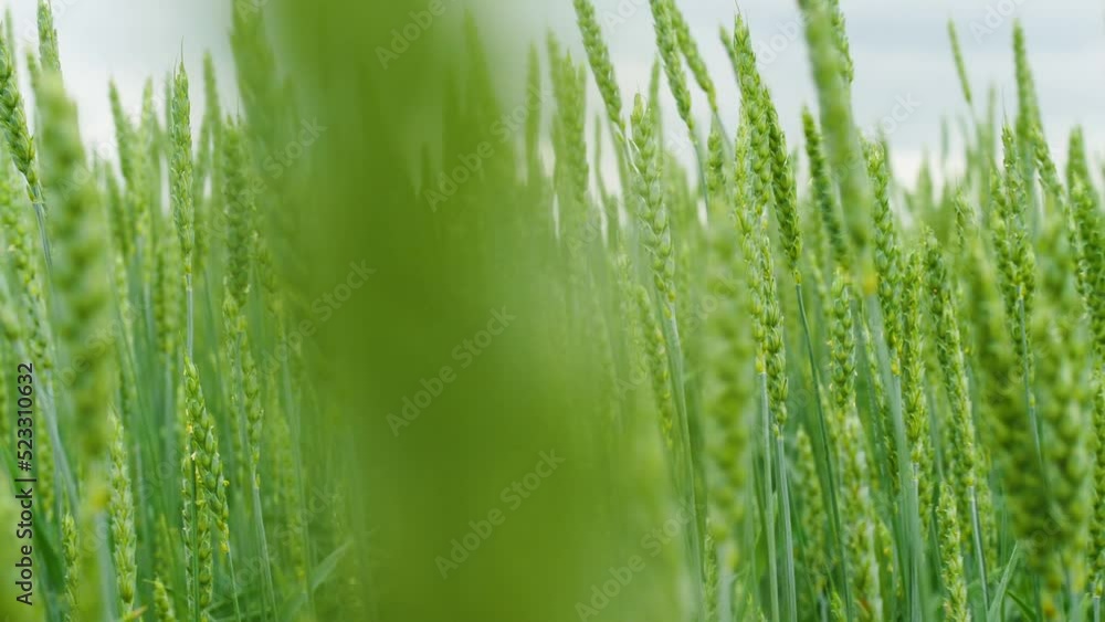 close-up of ears of wheat on the field against the sky on a summer day, selective focus. barley field, ears of rye macro. panoramic camera movement close-up of ears of wheat on the field against the sky on a summer day, selective focus. barley field, ears of rye macro. panoramic camera movement