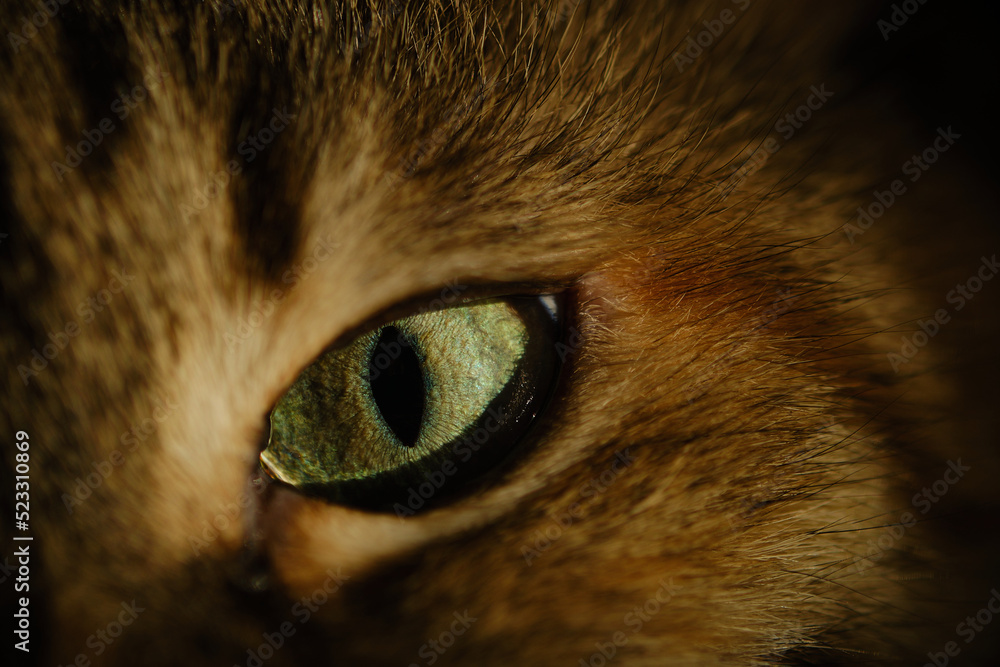 Cat eye isolated, macro shot