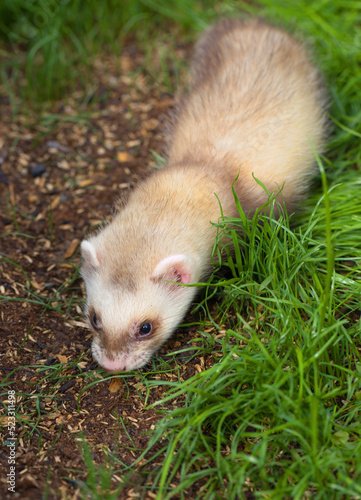 Ferret baby enjoying day in house backyard garden