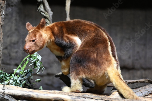 A goodfellow's tree kangaroo stands on a trunk photo