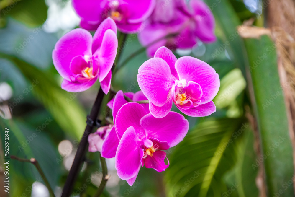 Orchid flower, pink Phalaenopsis Orchid flower, pink Phalaenopsis
