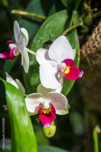 Orchid flower  Phalaenopsis red lips