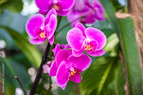 Orchid flower  pink Phalaenopsis
