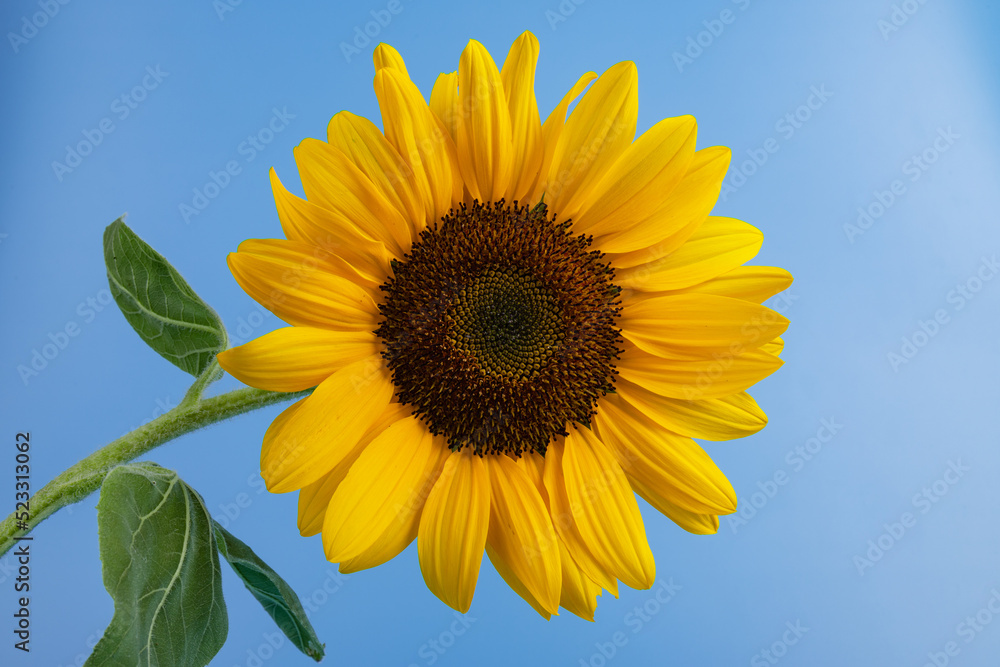 Bright yellow sunflower on blue. Sunflowers are a symbol of Ukraine. Copy space for your text. Bright yellow sunflower on blue. Sunflowers are a symbol of Ukraine. Copy space for your text.