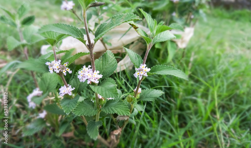 Lippia alba is a species of flowering plant in the verbena family, Verbenaceae.Fresh leaves of soon relief medicinal plant. photo