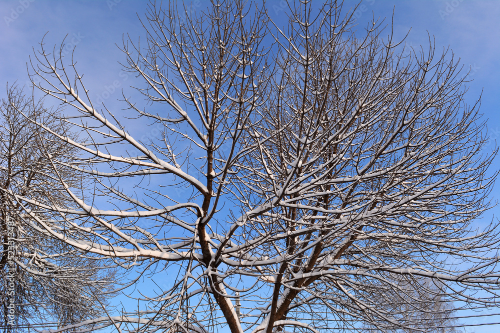 Tree branches covered by snow in cold winter day