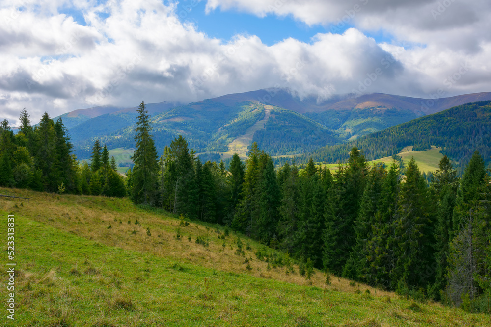 coniferous forest on the grassy hill. mountainous landscape in early autumn on a cloudy day. explore the carpathian countryside coniferous forest on the grassy hill. mountainous landscape in early autumn on a cloudy day. explore the carpathian countryside