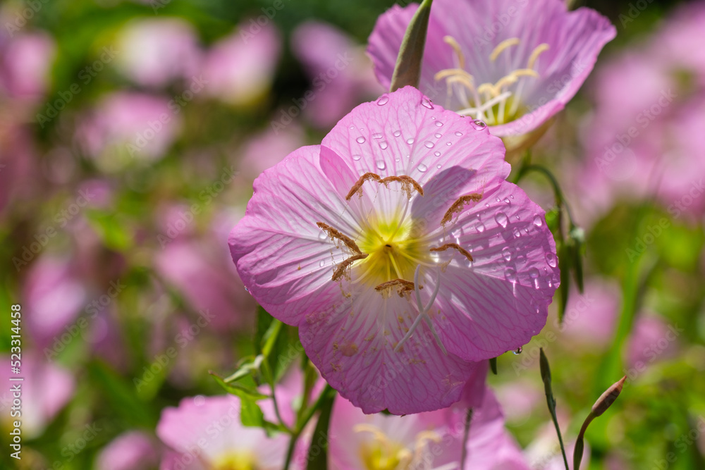 輝く花びら 輝く花びら