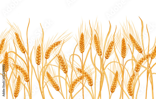 Spikelets of wheat seamless border. Hand drawn illustration of ripe cereals isolated background. Endless banner. For packaging and design for a bakery.