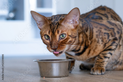 Funny bengal cat eats food from a bowl. Cat eating from bowl on floor indoors, home interior. Pets concept, pets friendly and care concept