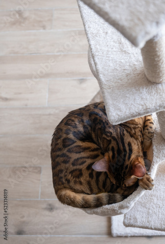 Domestic bengal cats sleep on the tower for cats
