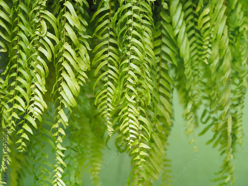 Close up green fern leaves pattern.