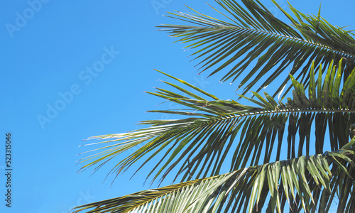 coconut tree leaves on clear blue sky background.