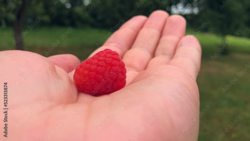 raspberry fruit in hand close-up on a background of greenery raspberry fruit in hand close-up on a background of greenery