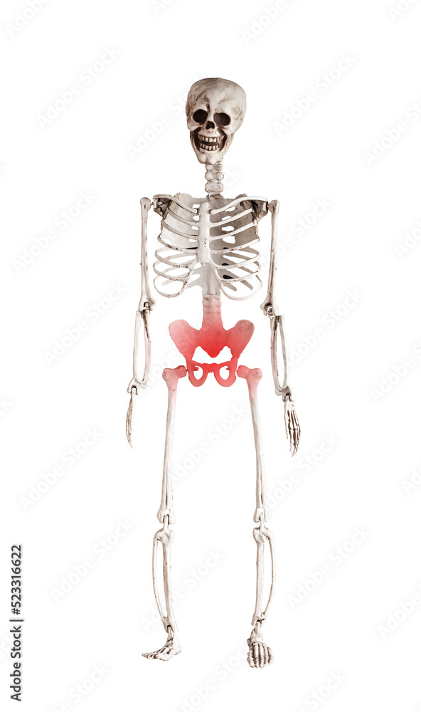 Human skeleton pelvis with red point isolated on white background. Pelvic pain in reproductive, urinary or digestive systems or from muscles and ligaments. Health problems, anatomy concept.