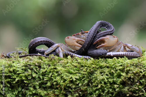 Fototapeta Naklejka Na Ścianę i Meble -  A field crab is eating a dragon snake. This animal has the scientific name Parathelphusa convexa.