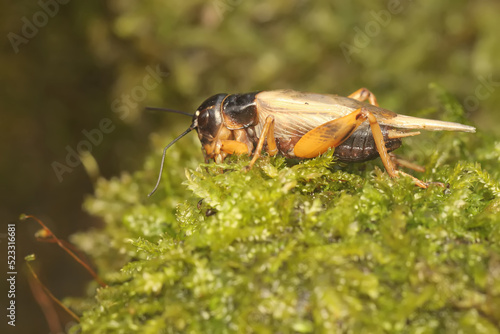 A field cricket is foraging in the bushes. This insect has the scientific name Gryllus campestri.  © I Wayan Sumatika