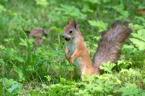 Red squirrel with hazelnut outdoor at summer