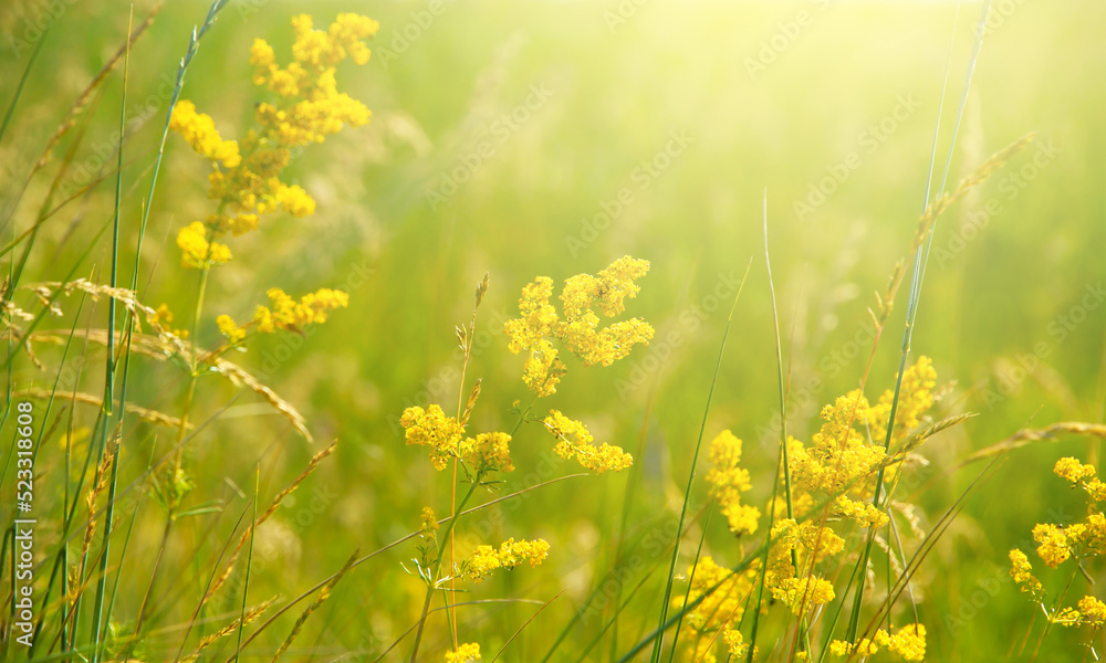 Obraz premium Beautiful natural landscape with sunny bright light, alpine meadow, sunrise on the meadow.