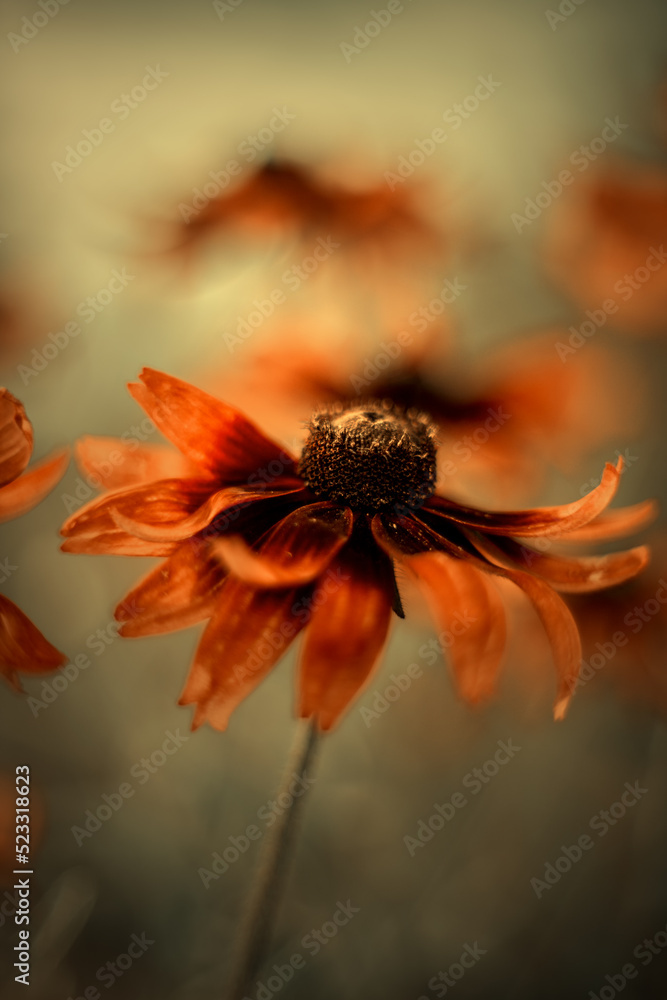 Kwiat kwitnącej rudbekii w ogrodzie. Rozmyte tło.	 - obrazy, fototapety, plakaty 