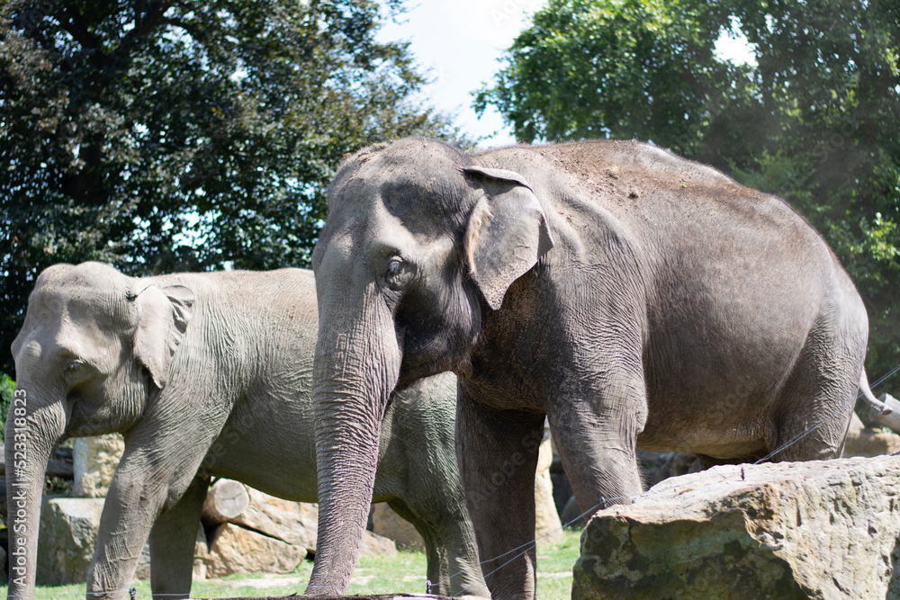 Fototapeta premium elephant in the zoo