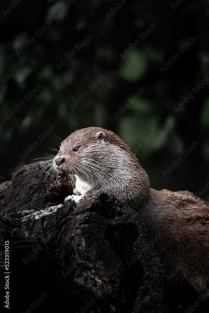 Eurasian otter (Lutra lutra) eating a fish on a tree trunk Eurasian otter (Lutra lutra) eating a fish on a tree trunk