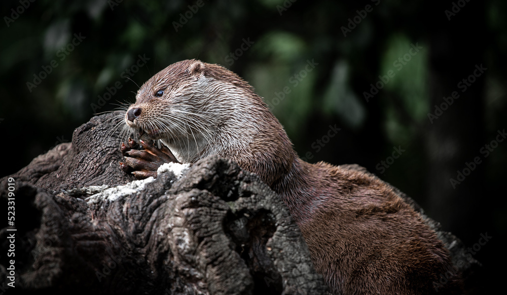Eurasian otter (Lutra lutra) eating a fish on a tree trunk