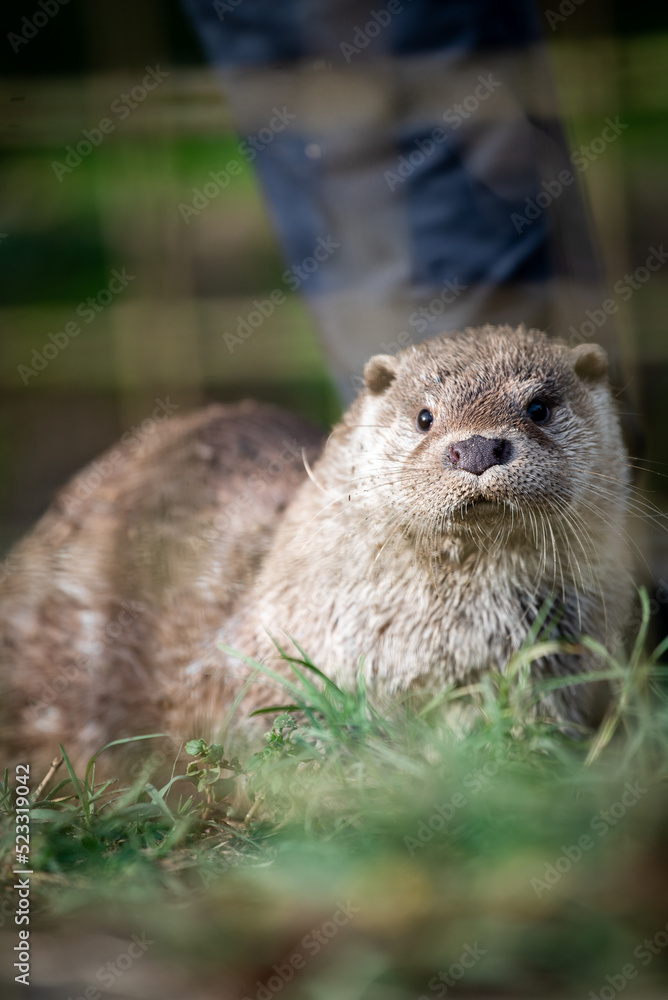 Eurasian otter (Lutra lutra) in captivity Eurasian otter (Lutra lutra) in captivity