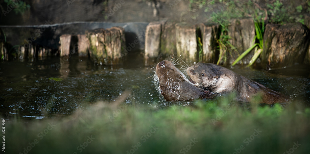 Eurasian otter (Lutra lutra) pups swimming and playing in captivity Eurasian otter (Lutra lutra) pups swimming and playing in captivity
