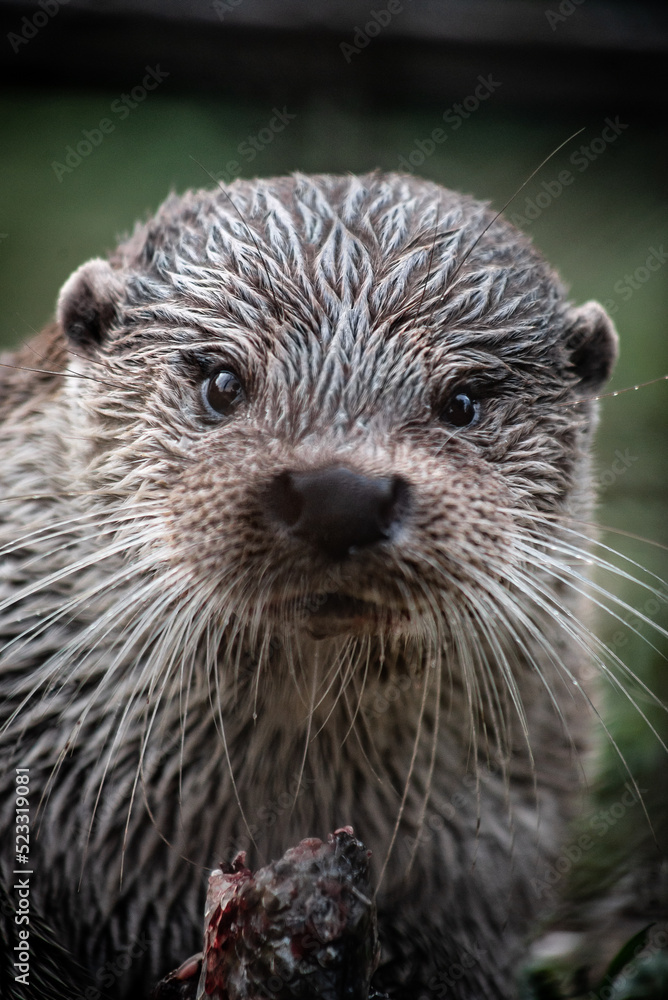 Eurasian otter (Lutra lutra) eating a fish, close-up Eurasian otter (Lutra lutra) eating a fish, close-up