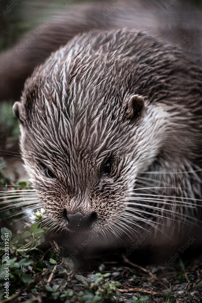 Eurasian otter (Lutra lutra) portrait, close-up Eurasian otter (Lutra lutra) portrait, close-up