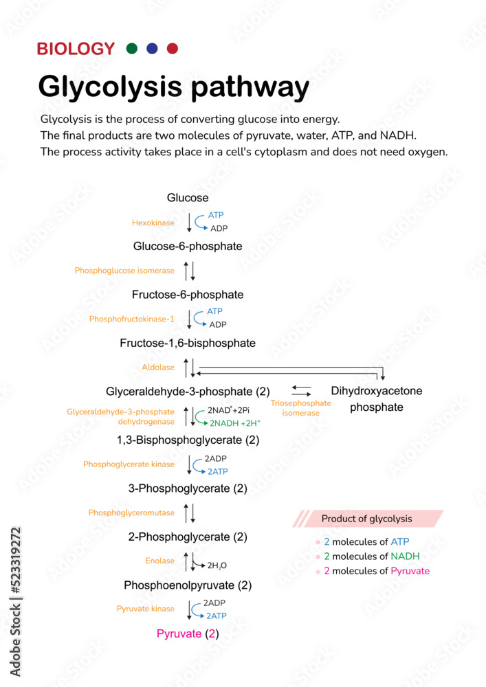 Biology diagram show pathway of glycolysis for break down glucose into pyruvate and generate energy as ATP in cell