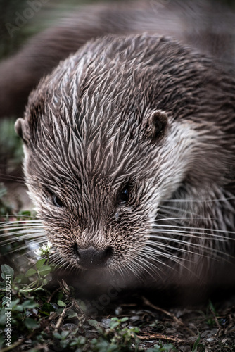 Eurasian otter (Lutra lutra) portrait, close-up