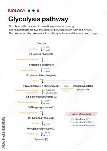 Biology diagram show pathway of glycolysis for break down glucose into pyruvate and generate energy as ATP in cell