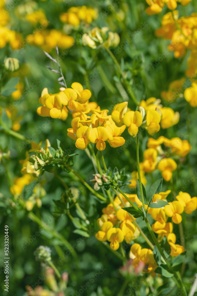 Blossoms of common bird's foot trefoil (Lotus corniculatus). Blossoms of common bird's foot trefoil (Lotus corniculatus).