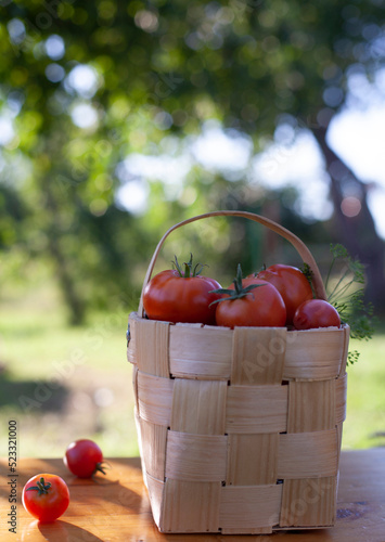 Season of harvest of ripe tomatoes. Basket of freshly picked red tomatoes with bouquet from fresh basil herbs. Scenic of village garden. Rural or rustic style.
Provance herbals and tasty red tomatoes.