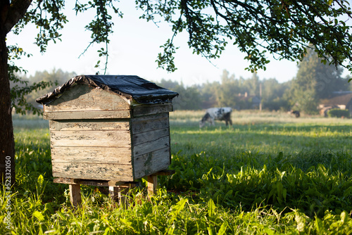 Wooden old beehive apiary in a garden on a field. Beehive in a fog and cows background. Vintage bee hive for honey healthy food products. Agriculture farming building for flying insects.