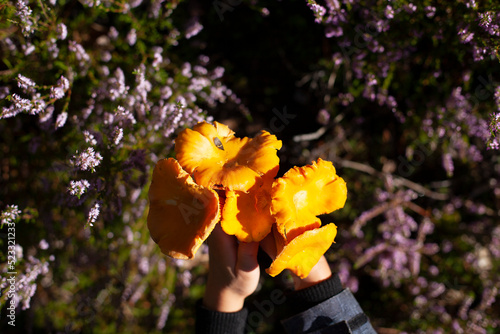Bouquet of fresh chanterelle mushrooms in the hands. Beauty forest hunting.