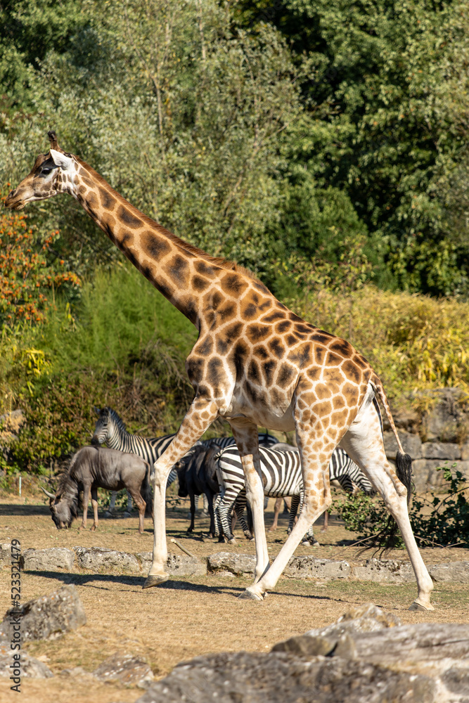 Obraz premium Rothschild-Giraffe
