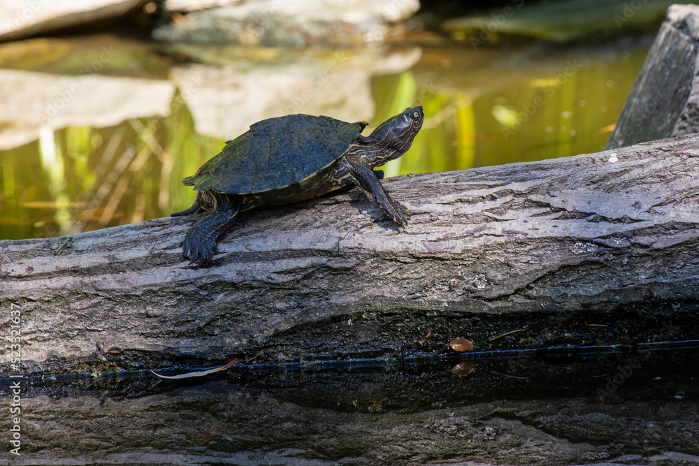 Obraz premium Schildköte
