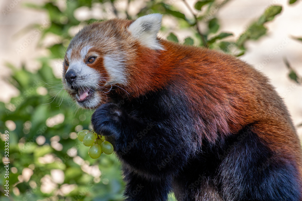 Naklejka premium Kleiner Panda