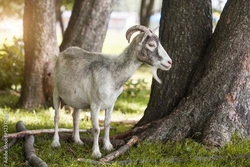 domestic goat grazes on a forest country farm