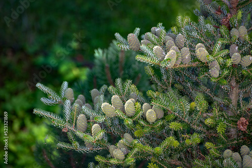 Abies koreana Silberlocke tree with many cones at summer. Close up image