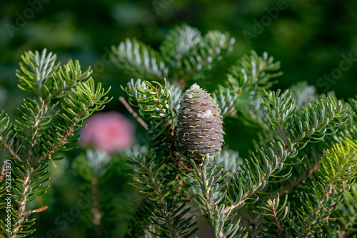 Cone of Abies koreana Silberlocke tree with resin at summer. Close up image photo