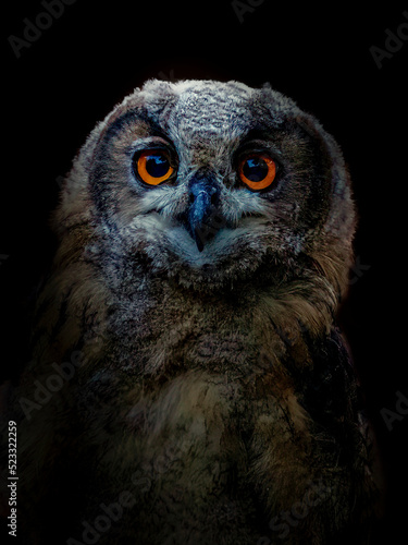 Eagle Owl
