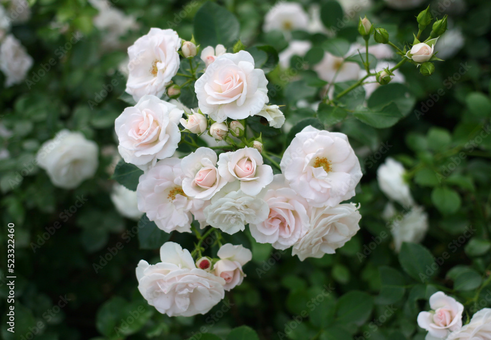Beautiful white roses in full bloom in the garden. Close-up photo. Dark green background. Garden concept. Rose flower blooming against blurred rose flower background